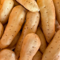 訳あり‼　ホクホク系 しろほろり　さつまいも　3.0kg 3.0kg 果物や野菜などのお取り寄せ宅配食材通販産地直送アウル