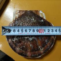 東海、北陸の方限定です！野付産特大ホタテ10キロ 10キロ 果物や野菜などのお取り寄せ宅配食材通販産地直送アウル