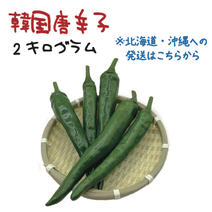 青唐辛子（野菜＞スパイス）の産地直送商品一覧（通販・お取り寄せ