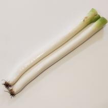 ねぎ（野菜）の産地直送商品一覧（通販・お取り寄せ）-産直アウル