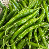 注文受けて収穫する激辛青唐辛子10キロです。超新鮮 注文受け収穫する！超新鮮激辛青唐辛子10キロ 注文受けて収穫する