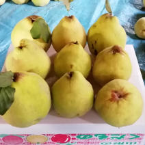 訳あり食材・商品 ｜ 【産直アウル】生産者の応援にも繋がる新鮮食材の