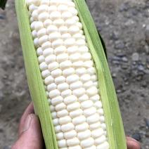 やまだ農園の白いとうもろこし ３ 果物や野菜などのお取り寄せ宅配食材通販産地直送アウル