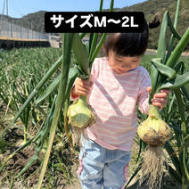 淡路島新玉ねぎ 玉ねぎ30玉前後 果物や野菜などのお取り寄せ宅配食材通販産地直送アウル