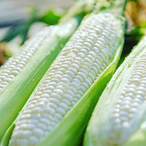OWL事務局専用商品 2kg 果物や野菜などのお取り寄せ宅配食材通販産地直送アウル