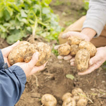 自然栽培じゃがいも(デジマ）4.5kg じゃがいも4.5kg 果物や野菜などのお取り寄せ宅配食材通販産地直送アウル