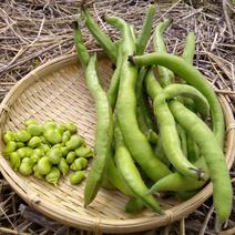 ファーベ　農薬化学肥料不使用　イタリアソラマメ約2kg 約2kg 果物や野菜などのお取り寄せ宅配食材通販産地直送アウル