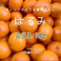 はるみ 家庭用 3L 約10kg 箱の重さ込で約10kg 果物や野菜などのお取り寄せ宅配食材通販産地直送アウル
