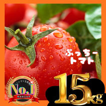 ミニトマト（野菜＞トマト）の産地直送商品一覧（通販・お取り寄せ