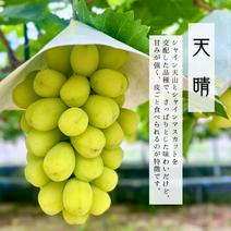 【数量限定】さわやかなのにしっかり甘い！天晴1.3㎏2～3房 天晴1.3㎏2～3房 果物や野菜などのお取り寄せ宅配食材通販産地直送アウル