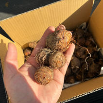 里いも（野菜）の産地直送商品一覧（通販・お取り寄せ）-産直アウル