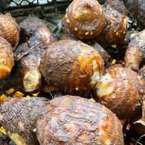 岐阜県産 自然栽培 里芋の苗、ランダム、不揃い 1セット４本、メルカリ便 岐阜県産 自然栽培 里芋の苗、ランダム、不揃い 1セット4本、メルカリ便