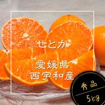 せとか（果物＞オレンジ・その他みかん）の産地直送商品一覧（通販・お