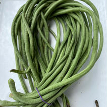 秋新物十六ささげ緑1kg 1kg 果物や野菜などのお取り寄せ宅配食材通販産地直送アウル