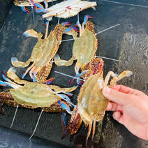 訳あり　活ワタリガニ（小）　250-300ｇ×2匹 活ワタリガニ（小）　250-300ｇ×2匹 果物や野菜などのお取り寄せ宅配食材通販産地直送アウル