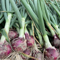 淡路島産　赤玉ねぎ　最高品種　アーリレッド　10キロ 10キロ 果物や野菜などのお取り寄せ宅配食材通販産地直送アウル
