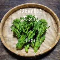 《お試し》SAKAVEGE 菜の花　500g 500g 果物や野菜などのお取り寄せ宅配食材通販産地直送アウル