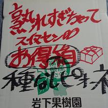 【訳あり】種無しピオーネ箱詰め(約2キロ) 約2キロ 果物や野菜などのお取り寄せ宅配食材通販産地直送アウル