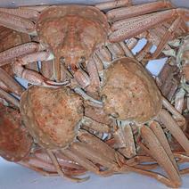 北海道産オオズワイガニボイル冷凍２kg詰め 約２kg 果物や野菜などのお取り寄せ宅配食材通販産地直送アウル