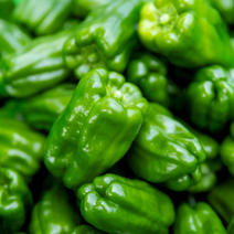 ピーマン（野菜）の産地直送商品一覧（通販・お取り寄せ）-産直アウル