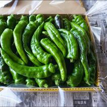 万願寺とうがらし＼＼１５００g／／🙌🐶💩 箱込み1.5kg。 ["横芝光町", "産地詳細"] 通販