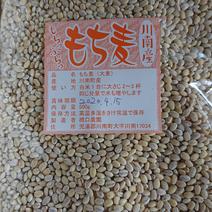 もち麦500ｇ×３袋セット 500ｇ×３袋 果物や野菜などのお取り寄せ宅配食材通販産地直送アウル