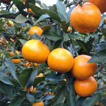 【数量限定】広島県産　小玉サイズ『いしじみかん🍊』　5kg(箱込み) 5kg(箱込み) 果物や野菜などのお取り寄せ宅配食材通販産地直送アウル