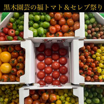 黒木園芸の福トマト＆セレブスイート 2.5〜5キロ以上になる場合も♪ 果物や野菜などのお取り寄せ宅配食材通販産地直送アウル