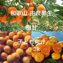 由良早生みかん3k 3k 果物や野菜などのお取り寄せ宅配食材通販産地直送アウル