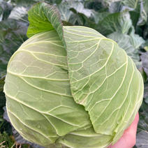 採れたて発送！大阪産泉州キャベツ　5kg(3〜4玉) 5kg(3〜4玉) 果物や野菜などのお取り寄せ宅配食材通販産地直送アウル