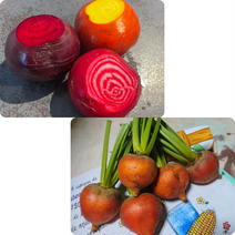 【農薬•化成肥料不使用】ビーツ3種+ゴールデンビーツ 1.5kg +1.5kg 果物や野菜などのお取り寄せ宅配食材通販産地直送アウル