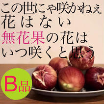 【B品】いちじく 4パック 果物や野菜などのお取り寄せ宅配食材通販産地直送アウル