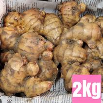 高知県産 土付き囲い生姜2kg 2kg 果物や野菜などのお取り寄せ宅配食材通販産地直送アウル
