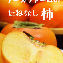 ［訳あり］和歌山県産たねなし柿(2L.3Lサイズ)14〜16個入り 3.5kg以上 果物や野菜などのお取り寄せ宅配食材通販産地直送アウル