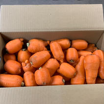やまもと農園の人参🥕10kg 10kg 果物や野菜などのお取り寄せ宅配食材通販産地直送アウル