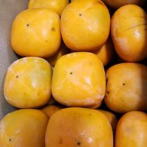 家庭用種無し柿10キロ 10 果物や野菜などのお取り寄せ宅配食材通販産地直送アウル