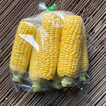 【有機無農薬】朝採りゴールドラッシュ 5kg 【訳あり】 5kg 果物や野菜などのお取り寄せ宅配食材通販産地直送アウル