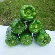 味の濃いピーマン 5㎏ 果物や野菜などのお取り寄せ宅配食材通販産地直送アウル