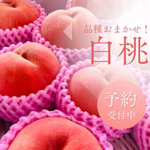 🍑夏ギフト🍑果汁たっぷり！旬の白桃・品種おまかせ（約2kg・6〜8玉入り）（贈答用） 桃（約2kg6-8玉） 果物や野菜などのお取り寄せ宅配食材通販産地直送アウル