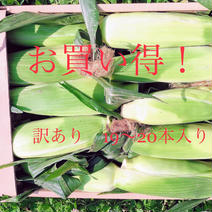 【訳あり】19〜20本！おひさまからの恵味☆スイートコーン4キロ 19本〜20本 果物や野菜などのお取り寄せ宅配食材通販産地直送アウル