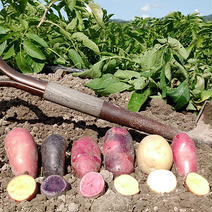 ★食べ比べ★新ジャガイモ3～4種類 5kg 果物や野菜などのお取り寄せ宅配食材通販産地直送アウル
