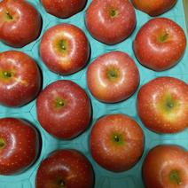 秋田県オリジナル新品種【紅あかり】大玉5kg 11～14玉入 5kg 果物や野菜などのお取り寄せ宅配食材通販産地直送アウル