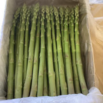 感謝祭アスパラ約1kg 白石町アスパラ約1kg 果物や野菜などのお取り寄せ宅配食材通販産地直送アウル