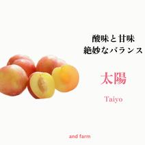 【すもも・太陽】貴陽の生みの親！酸味と甘味の絶妙なバランス 約10玉 すもも太陽1.5kg 果物や野菜などのお取り寄せ宅配食材通販産地直送アウル