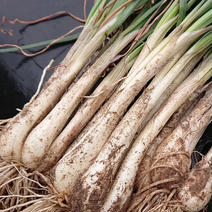 シャキシャキ朝採れ 島らっきょう 島らっきょう2kg 果物や野菜などのお取り寄せ宅配食材通販産地直送アウル