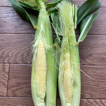 【少し大きめ】採れたてヤングコーン2kg 2kg 果物や野菜などのお取り寄せ宅配食材通販産地直送アウル