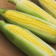 2024年7月～お届け夏ギフト  お中元　予約　とうもろこし　恵味ゴルード　スイートコーン　2L10本産地直送　早期予約2本増量 12本 果物や野菜などのお取り寄せ宅配食材通販産地直送アウル
