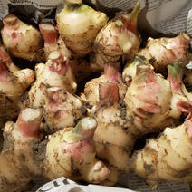 土付き新生姜 1.5キロ 1.5kg 果物や野菜などのお取り寄せ宅配食材通販産地直送アウル