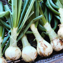 葉っぱまで食べられるサラダ玉ねぎ 10~12本 果物や野菜などのお取り寄せ宅配食材通販産地直送アウル