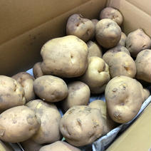 【無農薬栽培】男爵いも4kg（おまけ付き！） 4kg 果物や野菜などのお取り寄せ宅配食材通販産地直送アウル